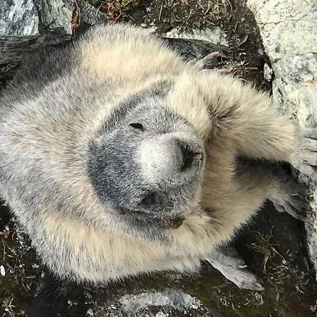 Evelyne By Interhome Apartman Saas Fee