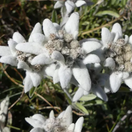 Evelyne By Interhome Διαμέρισμα